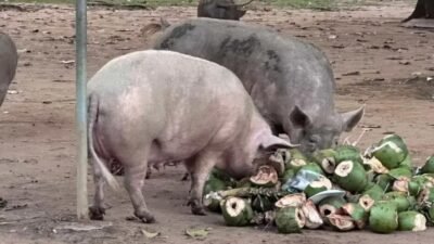 Acúmulo de lixo atrai porcos no Parque da Cidade em Salvador