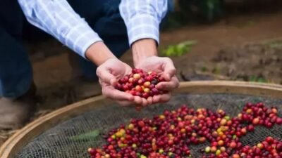 Alívio das tarifas de Trump assegura competitividade do agronegócio brasileiro