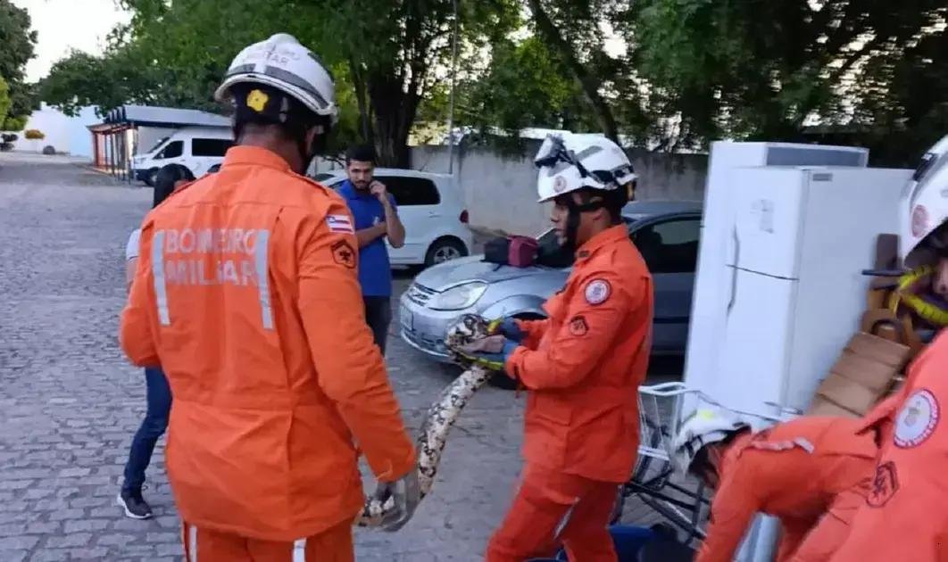 Bombeiros realizam resgate de cobra de 2 metros na Uneb