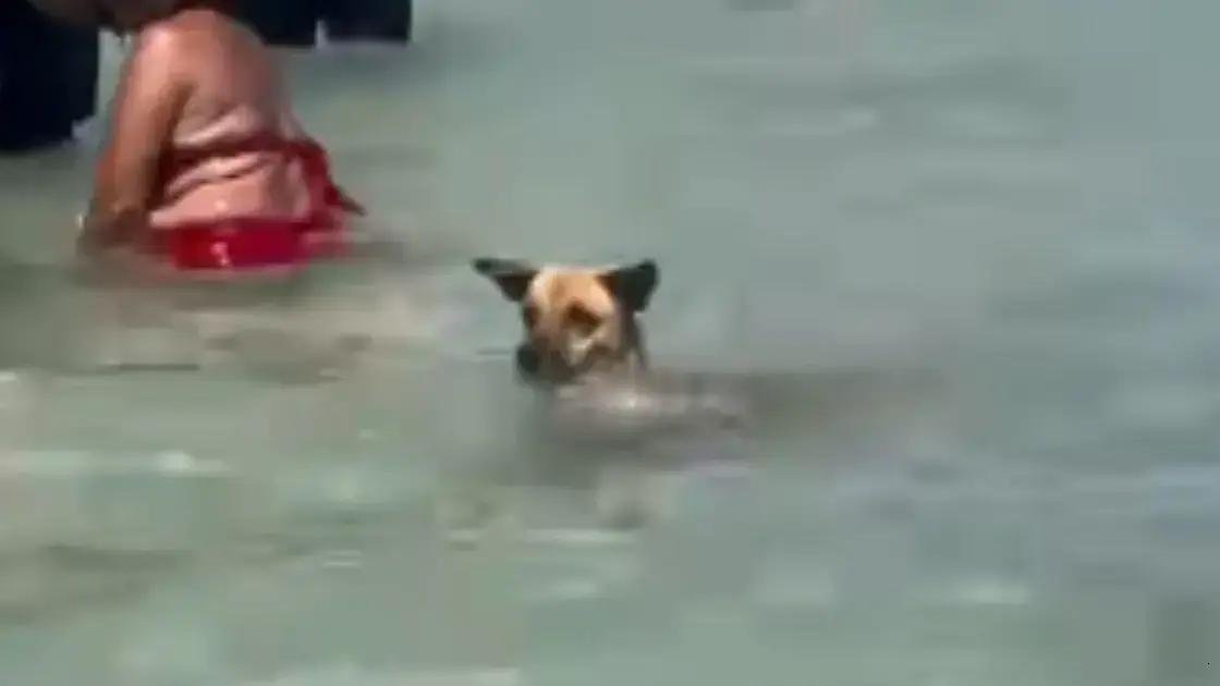 Cachorro diverte banhistas ao pescar em praia de Maragogi
