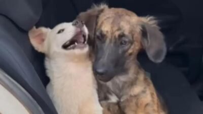 Cadela Zaara busca conforto após perder melhor amiga; veja a cena comovente