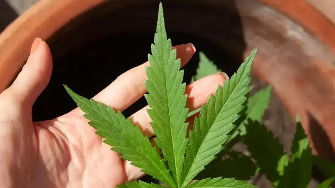 Câmara dos Deputados discute projeto de cultivo e venda de Cannabis