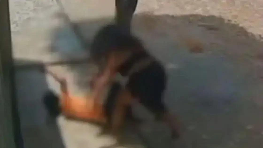 Câmera registra mulher agredindo a mãe em Barbalha; veja vídeo impactante