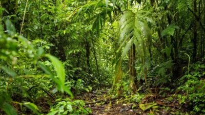 COP 30: Noruega e Portugal contribuem para fundo de florestas