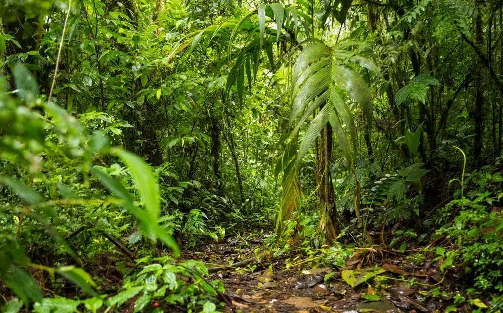 COP 30: Noruega e Portugal contribuem para fundo de florestas