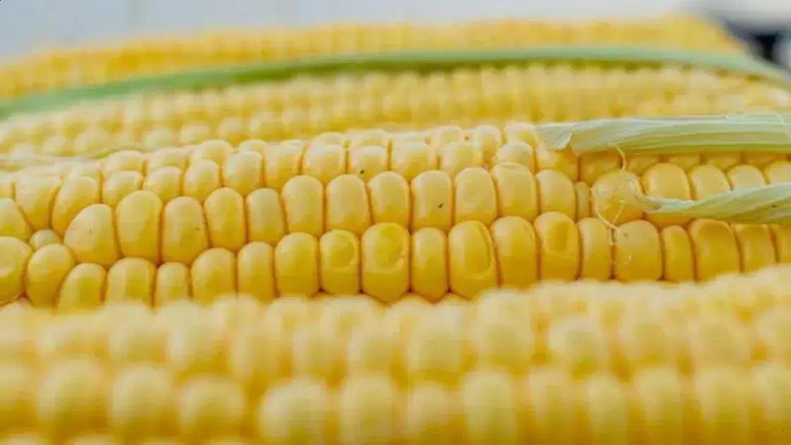 Cuidados essenciais para maximizar a segunda safra de milho no Brasil