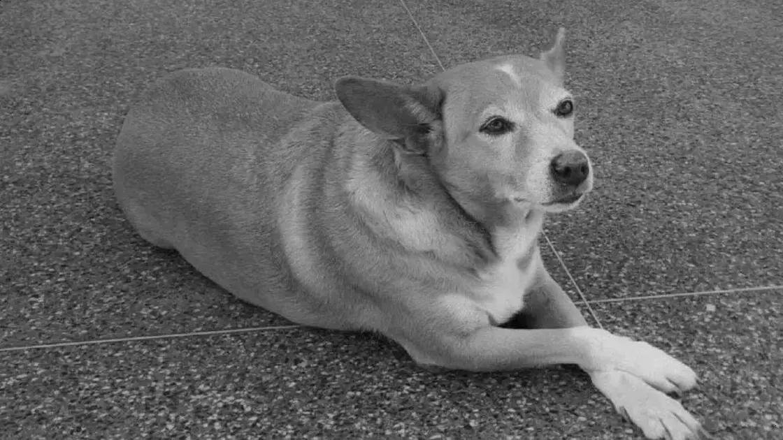 Despedida de Madonna: A cadelinha que encantou a UFBA