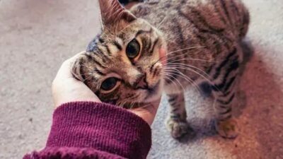 Entenda como os gatos comunicam suas emoções e mensagens