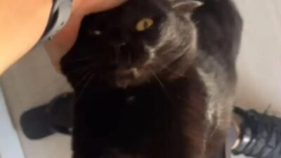 Gatos adoráveis: tutor compartilha vídeos que quebram mitos sobre traição