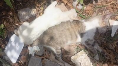 Moradores de Barra do Jacuípe denunciam mortes misteriosas de gatos