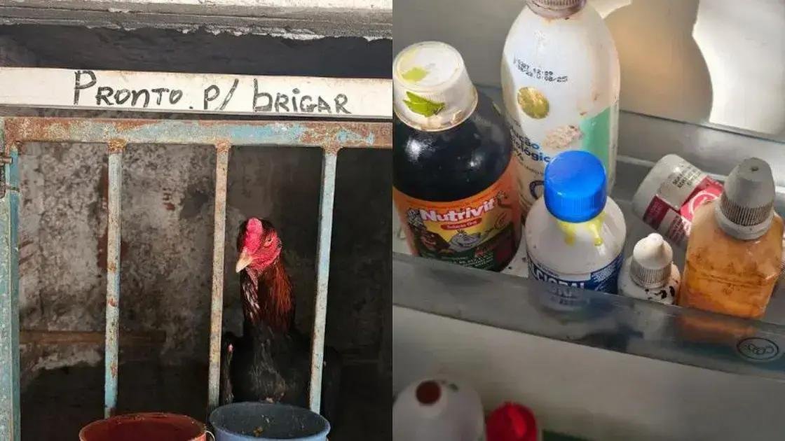 Operação Carcará apreende 174 galos e prende dois suspeitos na Bahia