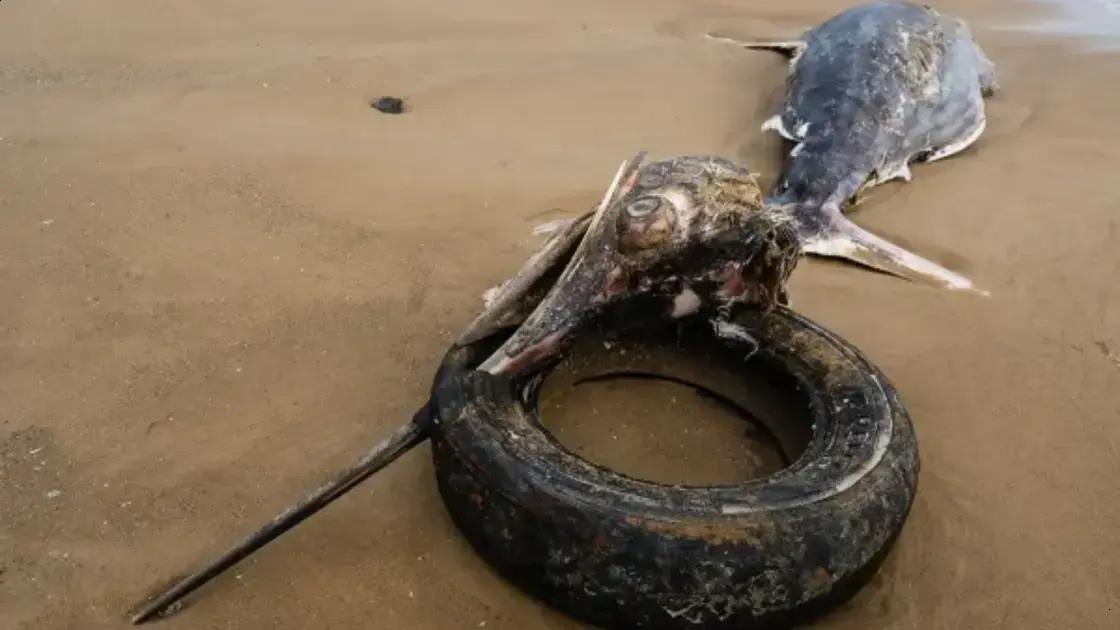 Peixe gigante encontrado em praia revela os perigos da poluição