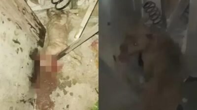 Pitbull solto em Alagoinhas causa pânico e provoca ataques a animais