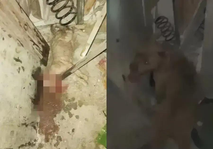 Pitbull solto em Alagoinhas causa pânico e provoca ataques a animais