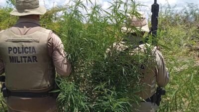 PM erratica 23 mil pés de maconha em Curaçá e fortalece combate ao tráfico