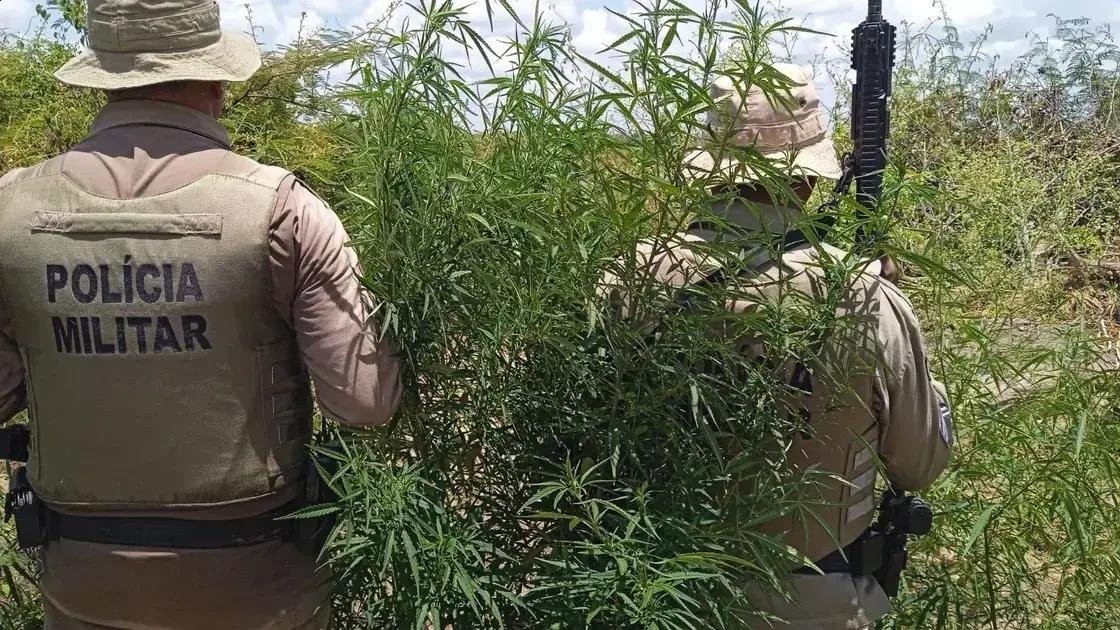 PM erratica 23 mil pés de maconha em Curaçá e fortalece combate ao tráfico