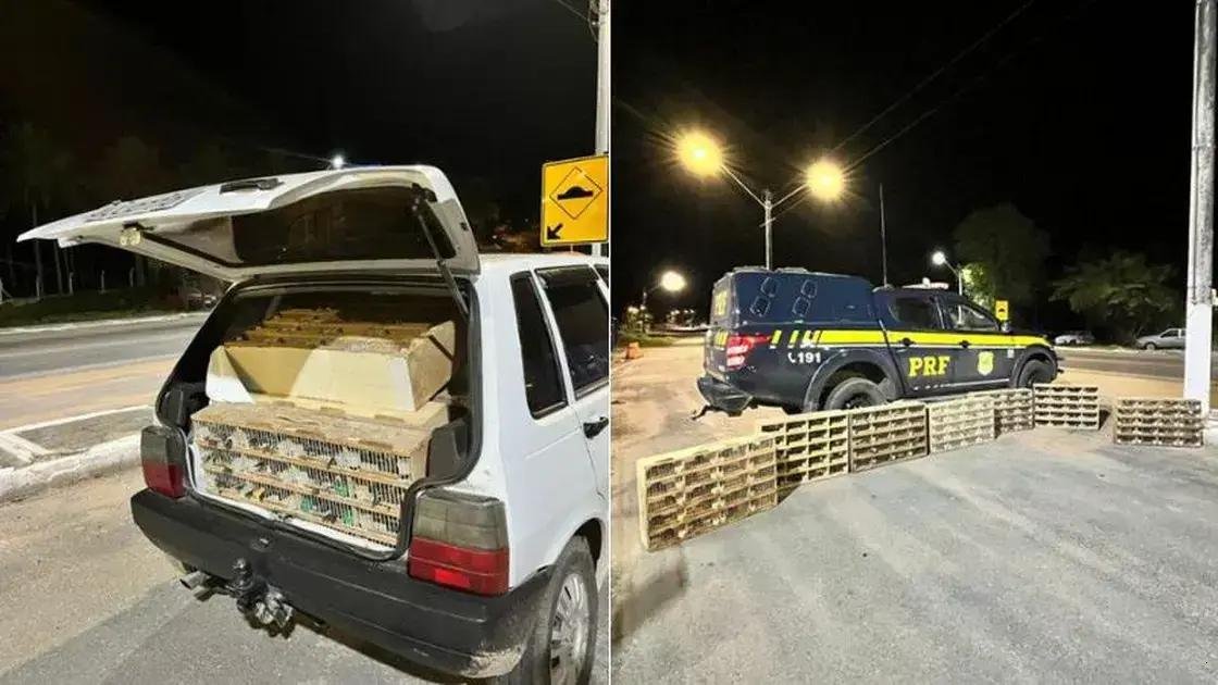 Polícia Rodoviária Federal resgata quase 600 animais silvestres na Bahia