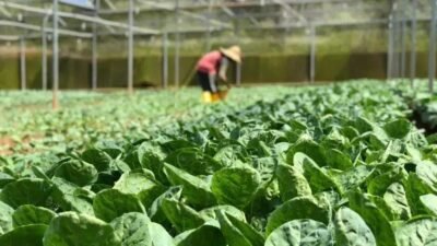 PPAIS faz história com R$ 50,5 milhões em compras em 2025