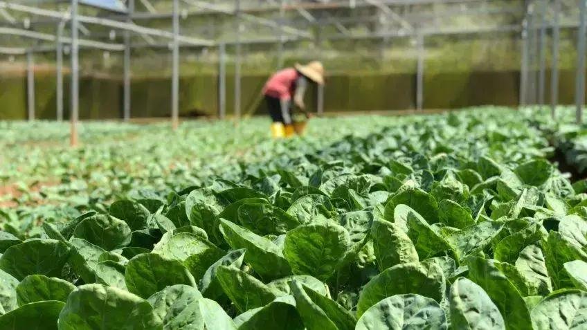 PPAIS faz história com R$ 50,5 milhões em compras em 2025