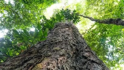 Suíça doa R$ 33 milhões ao Fundo Amazônia na véspera da COP30