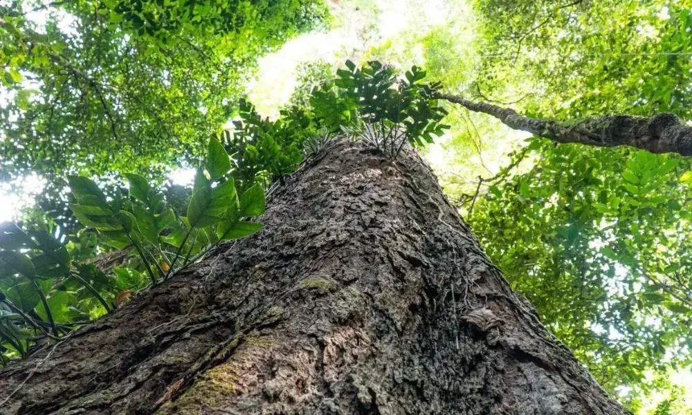 Suíça doa R$ 33 milhões ao Fundo Amazônia na véspera da COP30