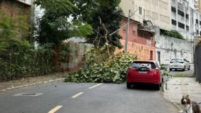 Árvore cai e interrompe tráfego no Jardim Apipema em Salvador