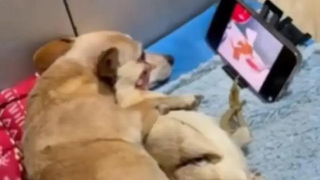 Cachorro e galo: momento adorável que viralizou na web