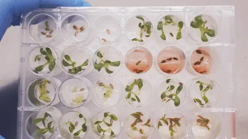 Fungos endofíticos: descobertas que podem transformar defensivos agrícolas