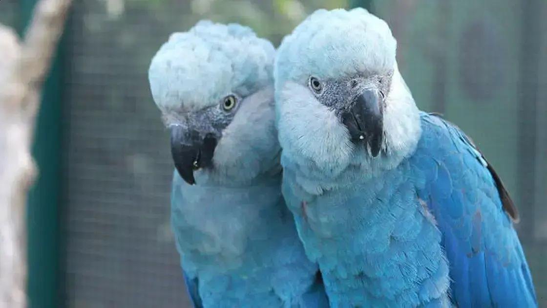 Operação da PF investiga risco à ararinha-azul na Bahia