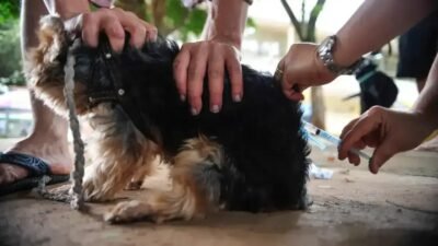 Raiva animal retorna à Bahia após 20 anos: um sinal de alerta
