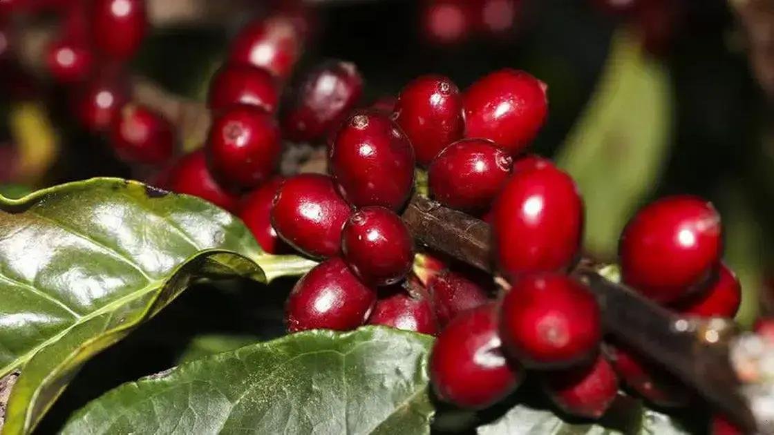 Suspensão de tarifas e seus impactos no mercado de café